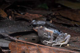 Image of Gracile Litter Frog