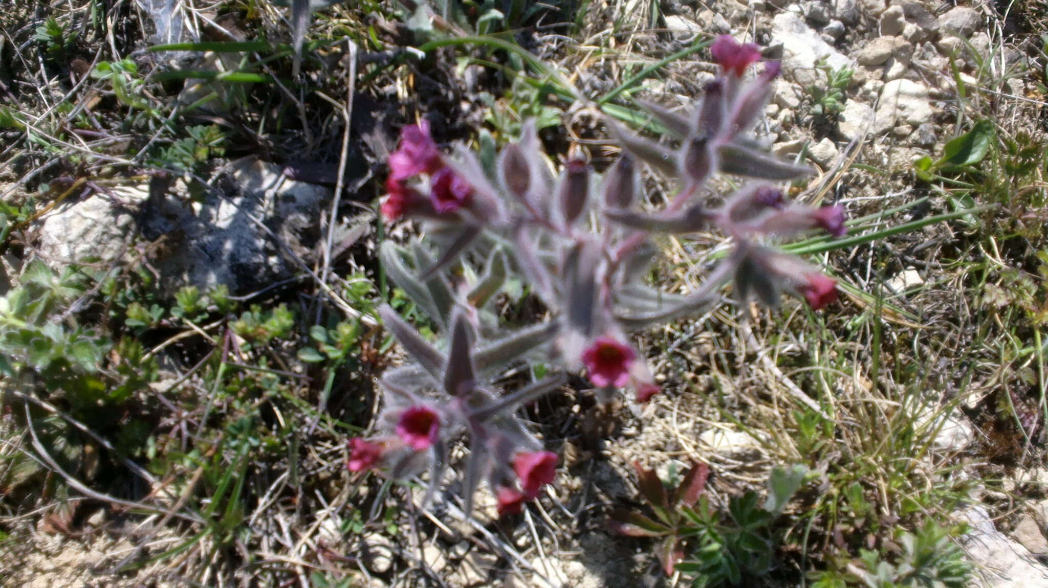 Image of Nonea taurica (Ledeb.) Ledeb.