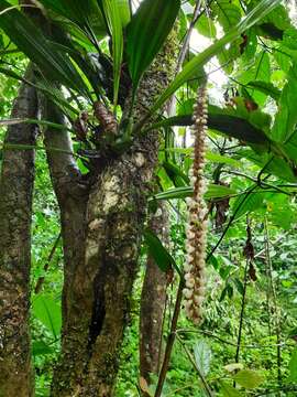 Image of Common rattlesnake orchid