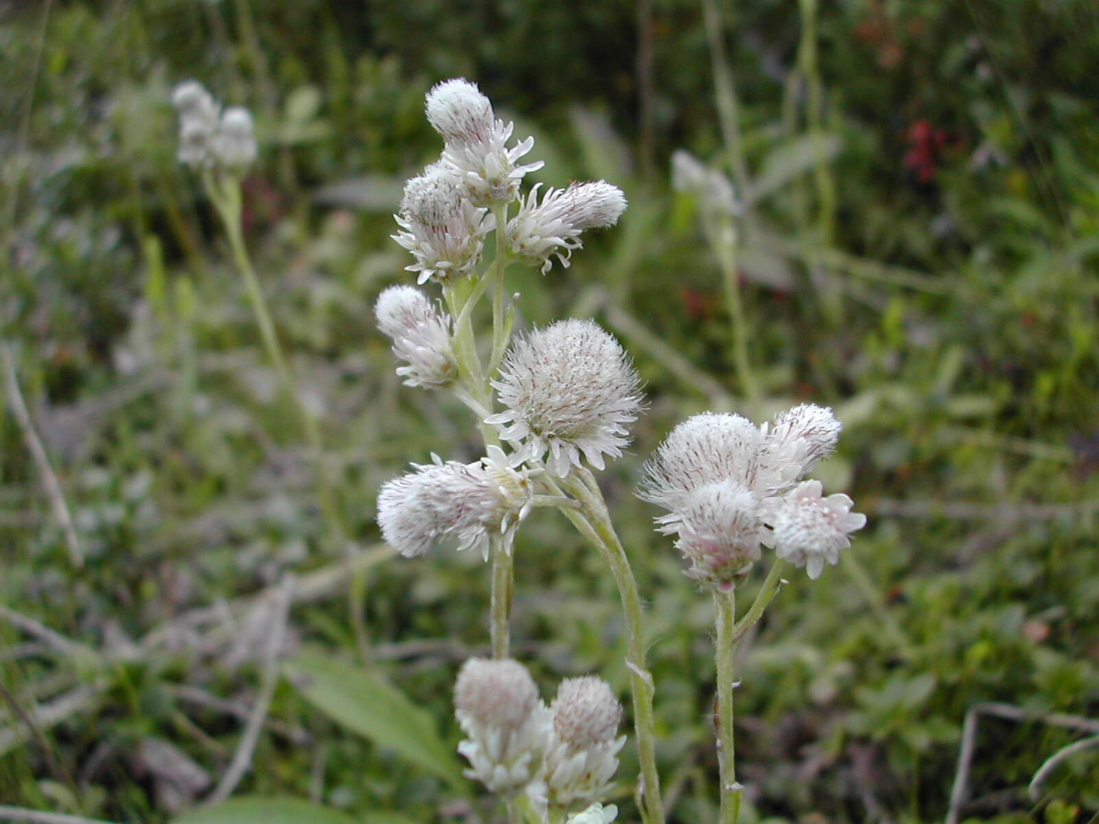 Image of alpine pussytoes