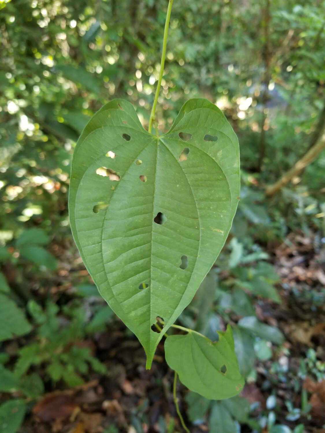 Imagem de Dioscorea bulbifera L.