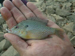 Image of Longear Sunfish