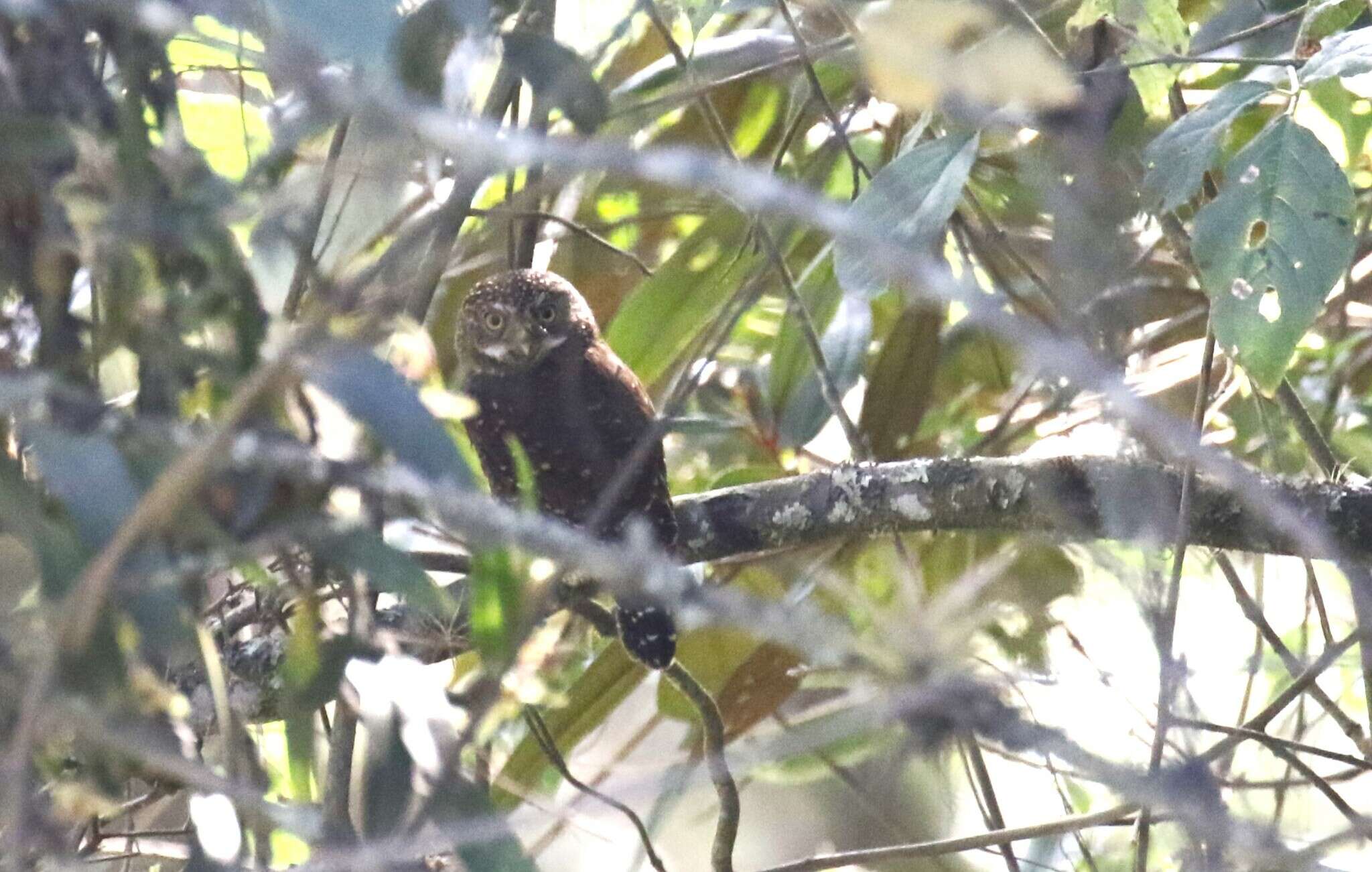 صورة Glaucidium bolivianum König & C 1991