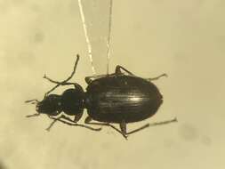 Image of Agonum (Olisares) aeruginosum Dejean 1828