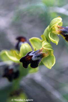 Image of Ophrys fusca subsp. cinereophila (Paulus & Gack) Faurh.