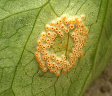 Image of Puccinia sessilis J. Schröt. 1870