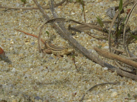 Plancia ëd Acanthodactylus erythrurus (Schinz 1833)