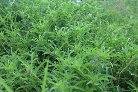 Image of Ipomoea polymorpha Roem. & Schult.