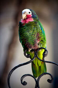 Image of Bahamas Parrot