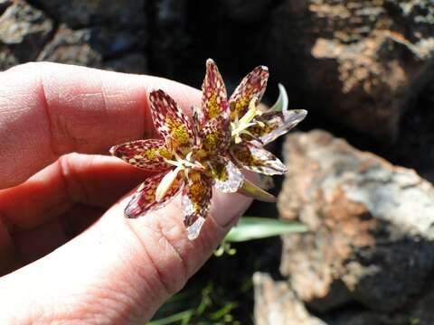 Image of checker lily