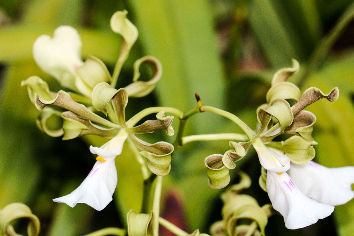 Image of Encyclia cordigera (Kunth) Dressler