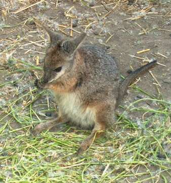 Imagem de Macropus eugenii (Desmarest 1817)