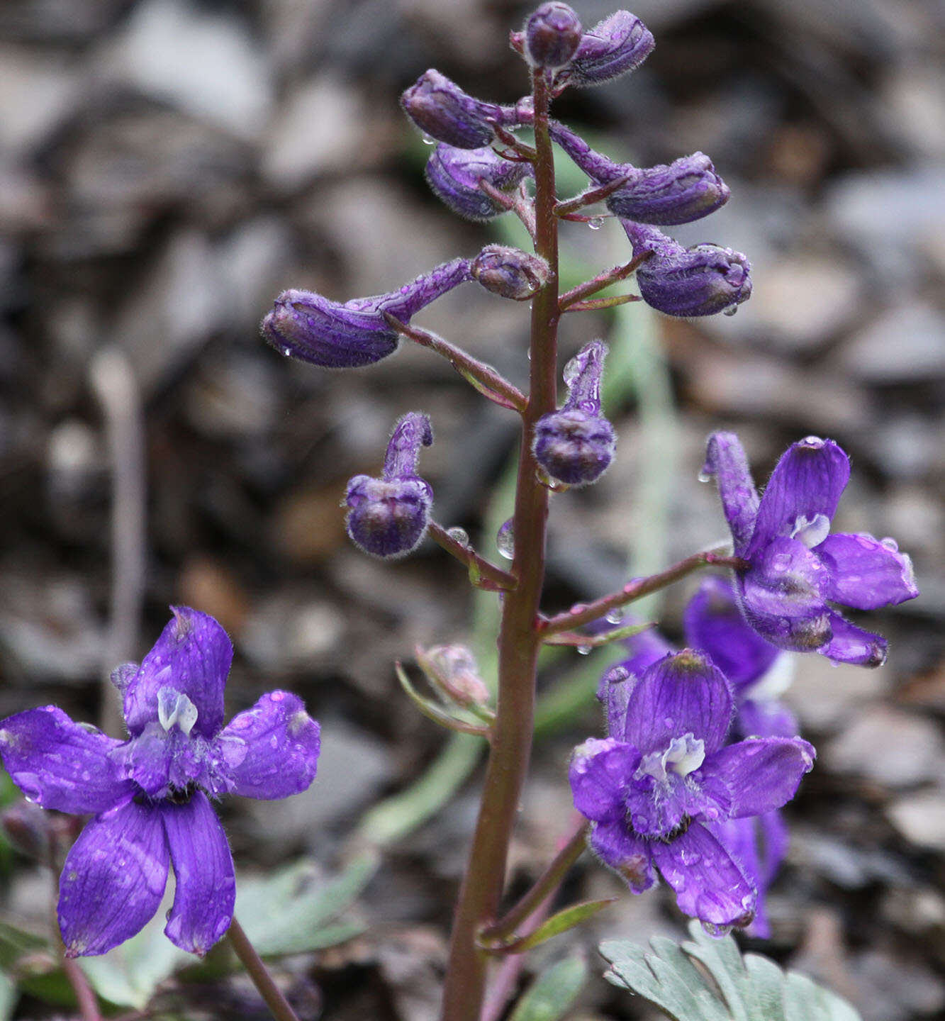 Plancia ëd Delphinium glareosum Greene