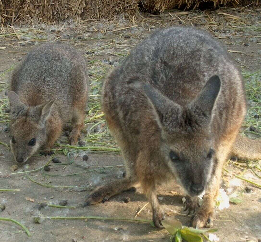 Image of Dama Wallaby