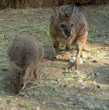 Imagem de Macropus eugenii (Desmarest 1817)