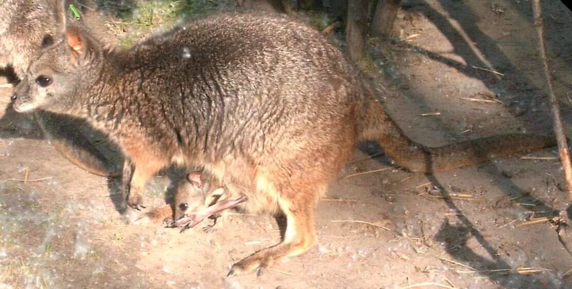 Image of Dama Wallaby