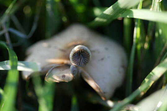 Image of Psilocybe weilii Guzmán, Stamets & F. Tapia 1997