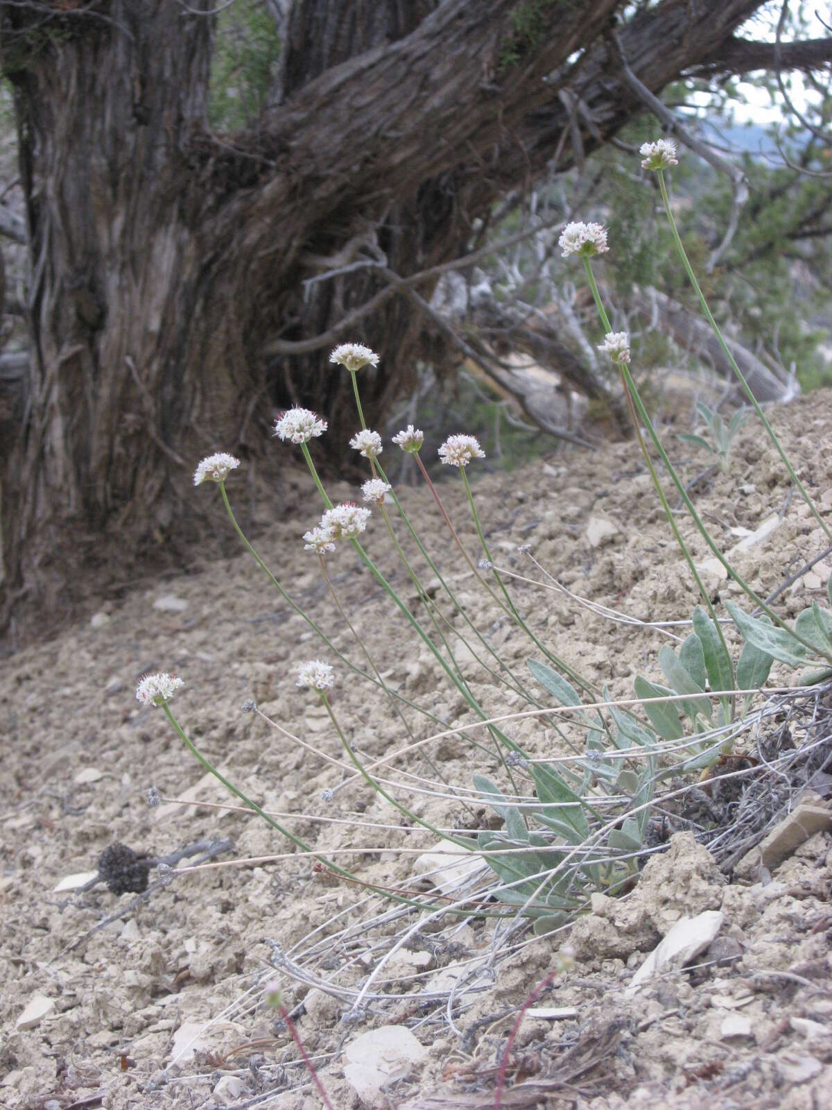 Image of Panguitch buckwheat