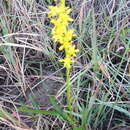 Plancia ëd <i>Solidago virgata</i>