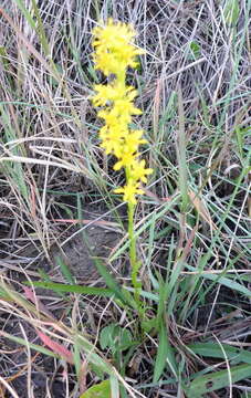 Image of <i>Solidago virgata</i>