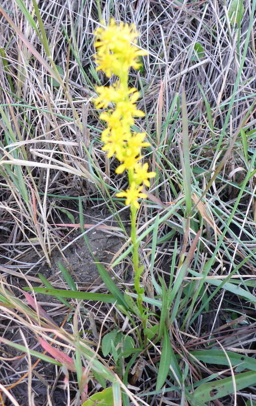 Plancia ëd <i>Solidago virgata</i>