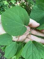 Image of katsura tree family