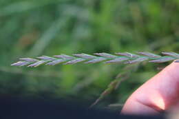 Image of perennial ryegrass