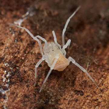 Sitalcina californica (Banks 1893) resmi