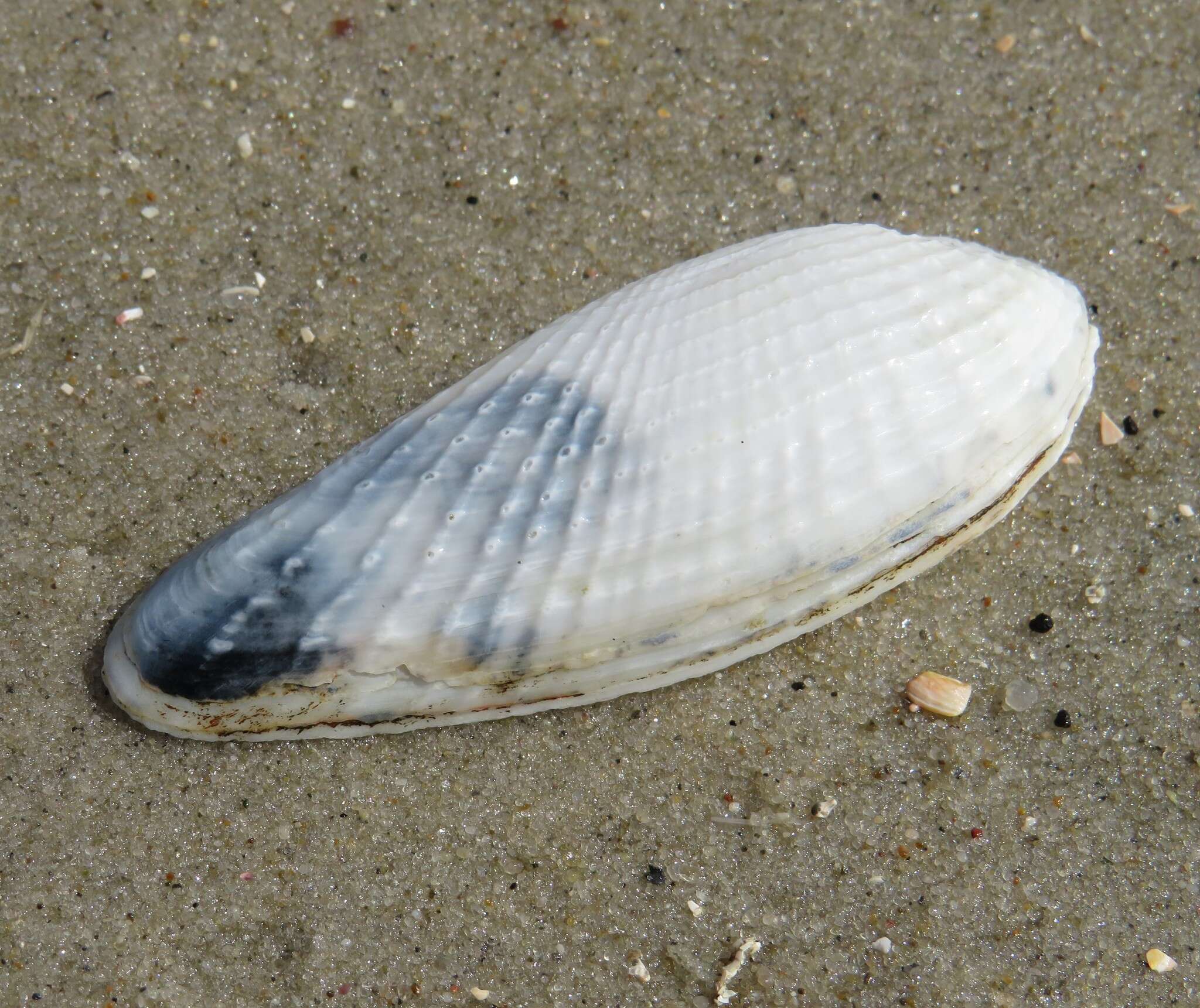 Image of white piddock