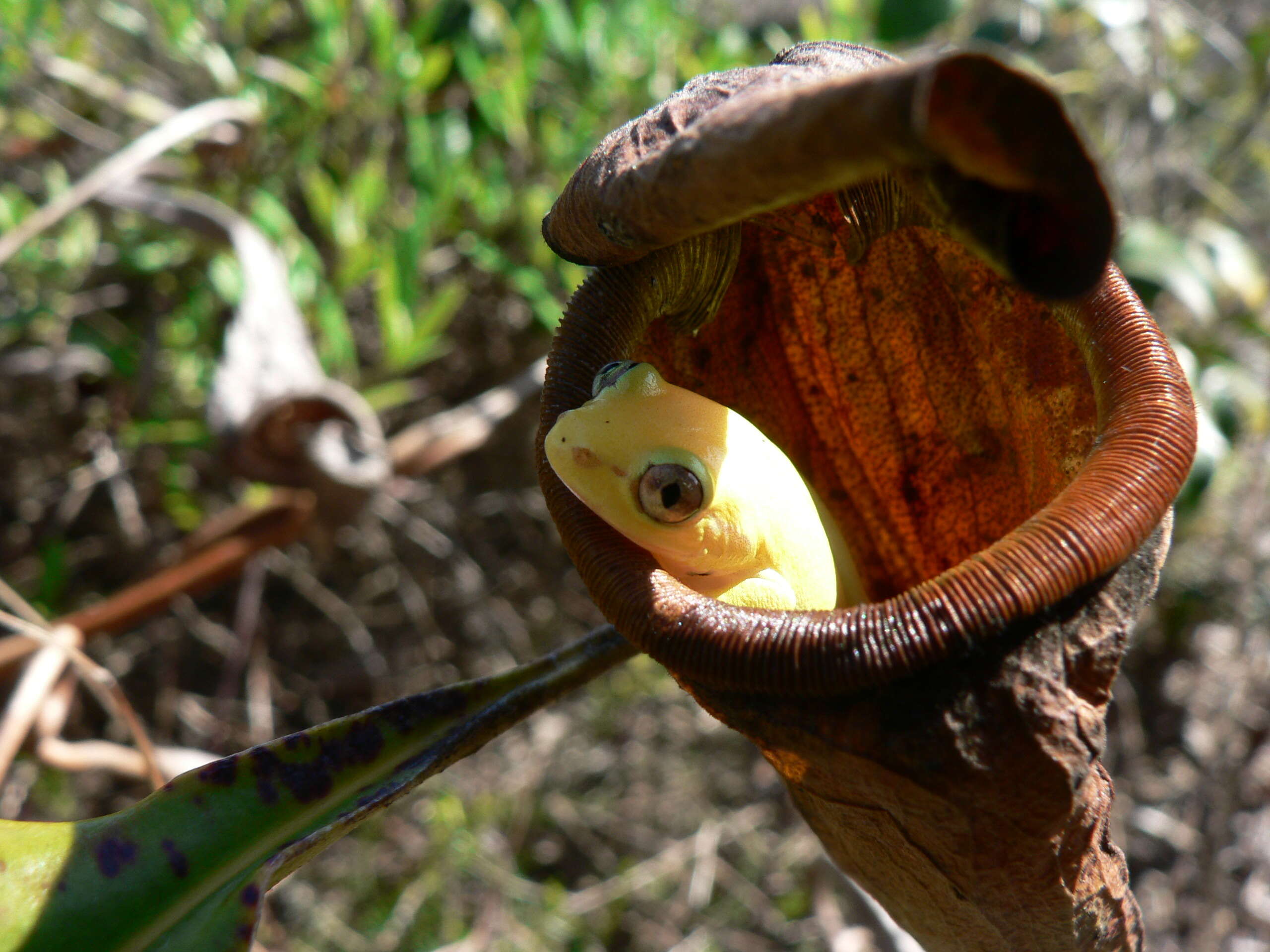 Image of Boettger's Reed Frog