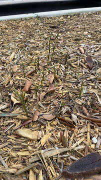 Image of gentian noddingcaps