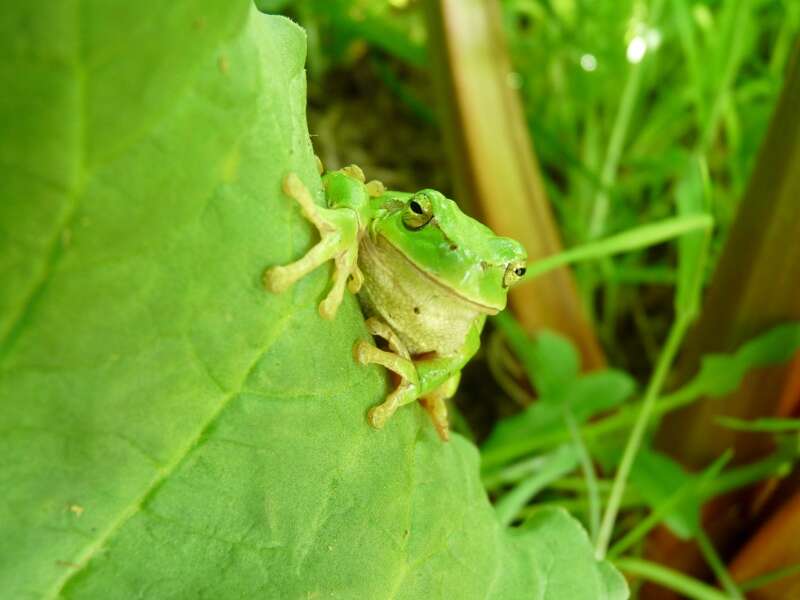 Image of Mediterranean Tree Frog