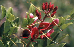 Слика од Erythrina crista-galli L.