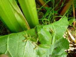 Image of Mediterranean Tree Frog