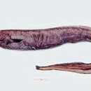 Image of basketwork eel