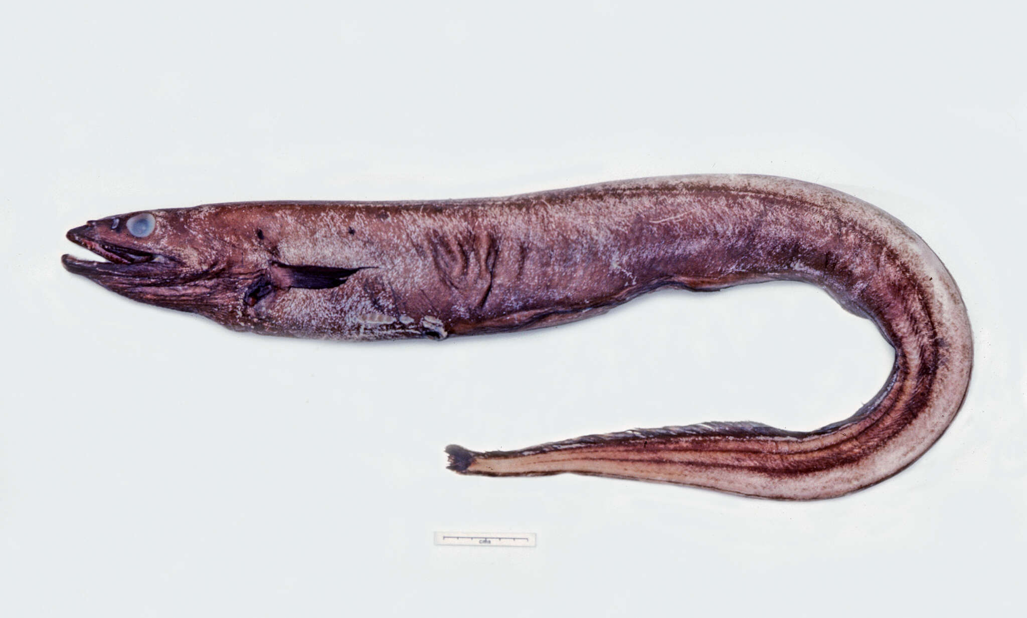 Image of Diastobranchus