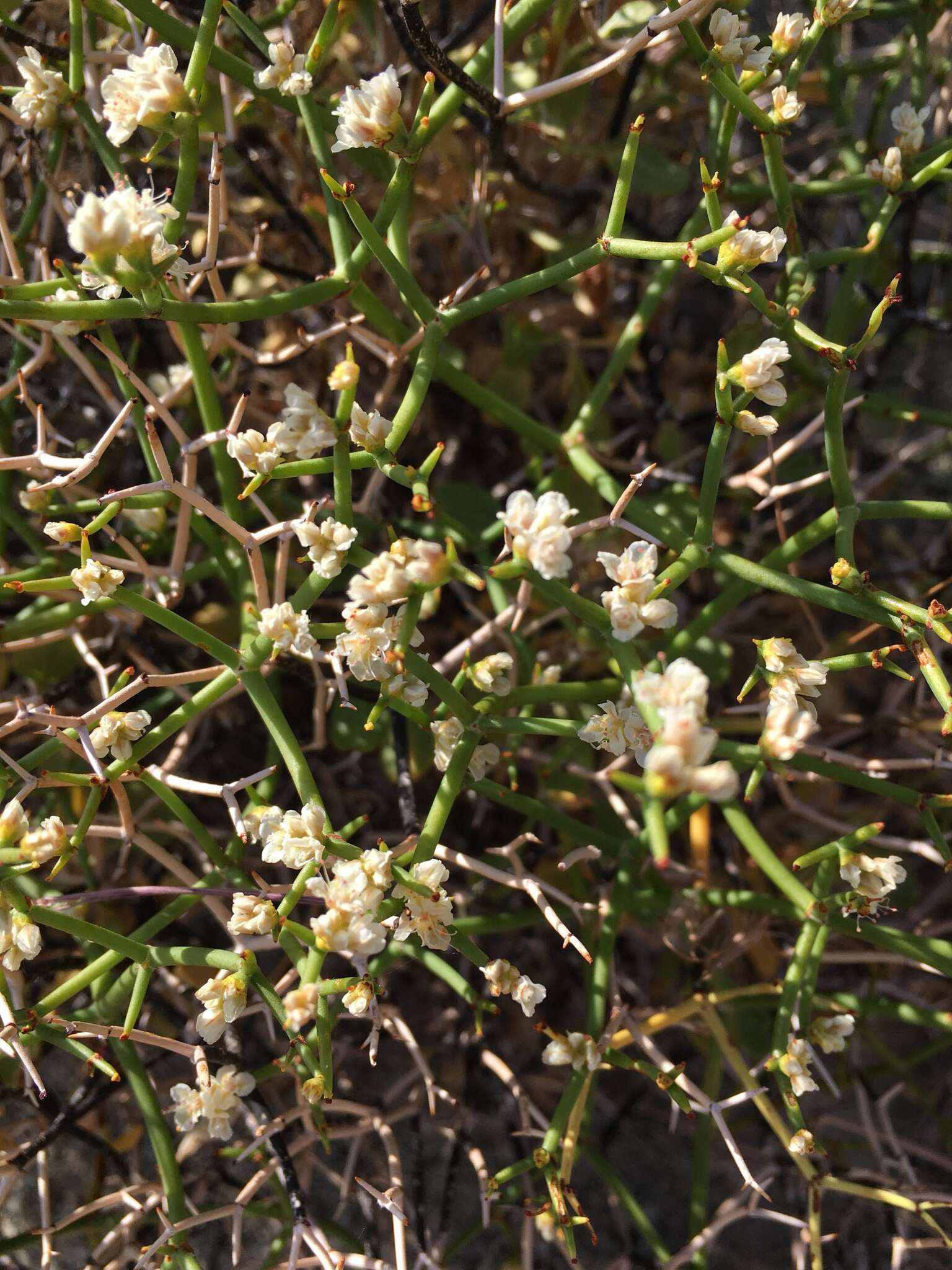 Imagem de Eriogonum heermannii Dur. & Hilg.