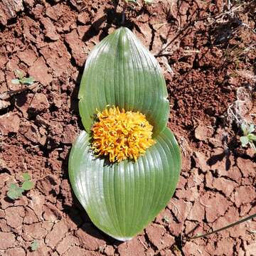 Imagem de Daubenya capensis (Schltr.) A. M. van der Merwe & J. C. Manning