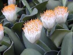 Imagem de Haemanthus albiflos Jacq.