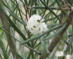 Image of Eucalyptus angustissima F. Müll.