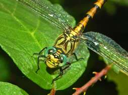 Image of Green-eyed Hooktail