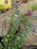 Image of Rogeria adenophylla subsp. rosea Bedigian