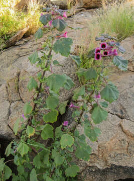 Слика од Rogeria adenophylla subsp. rosea Bedigian