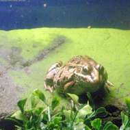 صورة Pelophylax porosus (Cope 1868)