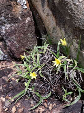 Image de Barbacenia minima L. B. Sm. & Ayensu