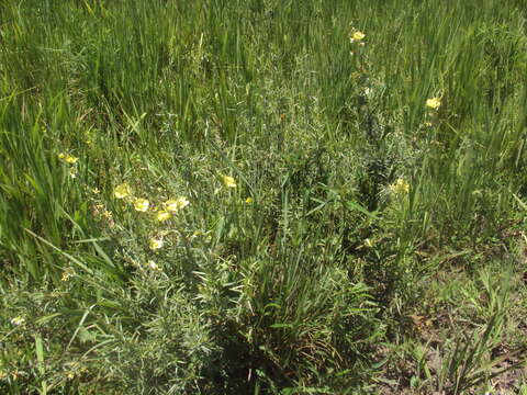 Imagem de Ludwigia sericea (Cambess.) Hara