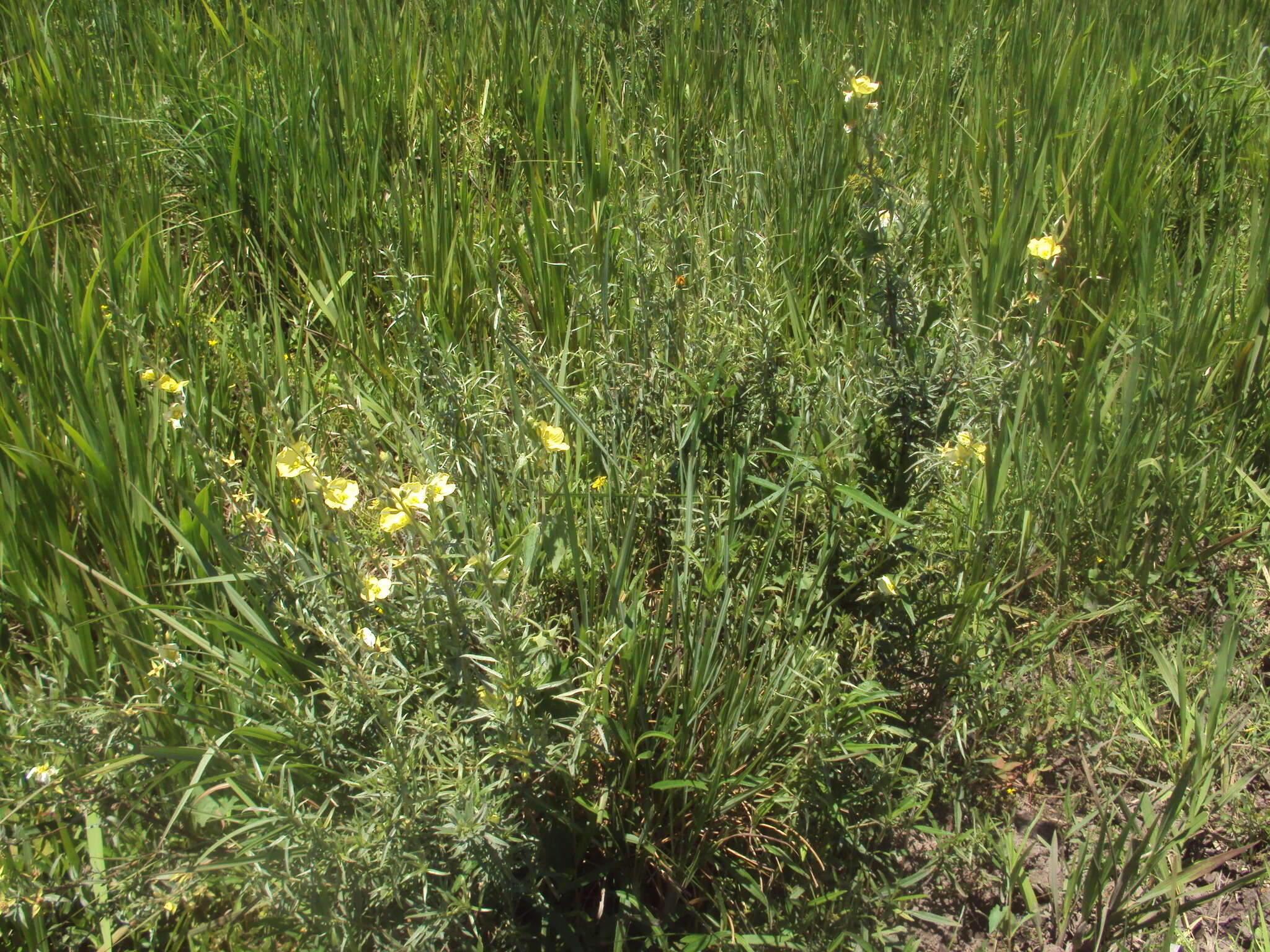 Image of Ludwigia sericea (Cambess.) Hara