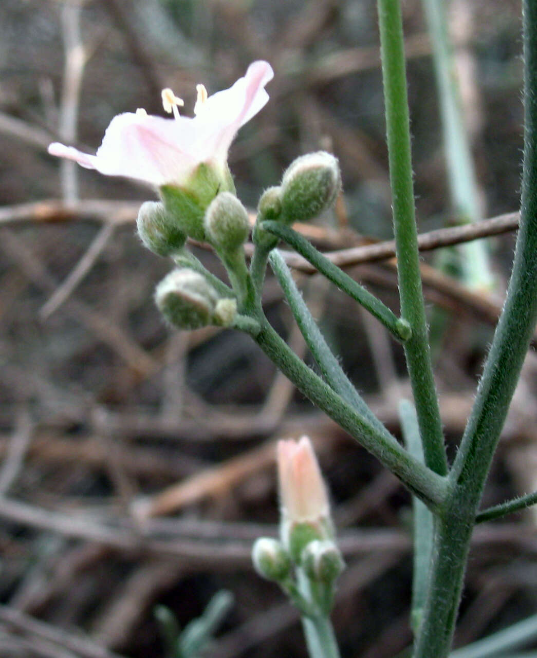 Plancia ëd Convolvulus erinaceus Ledeb.