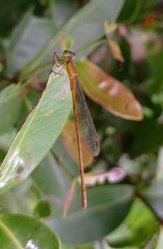 Image of Ceriagrion olivaceum Laidlaw 1914