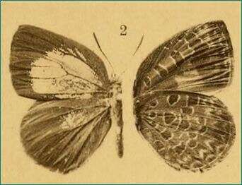 Image of Arhopala epimete (Staudinger 1889)